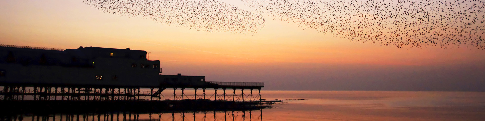 Starlings Aberystwyth