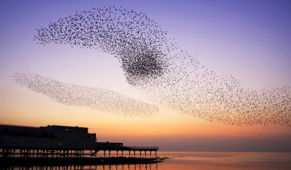 Starlings Aberystwyth
