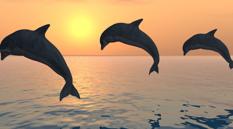 dolphins