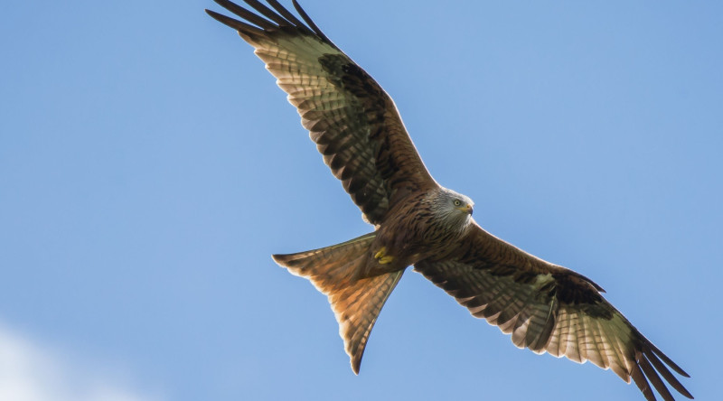 Red Kites