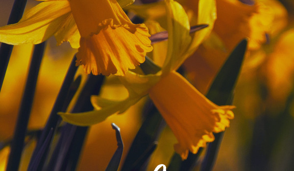 Daffodils