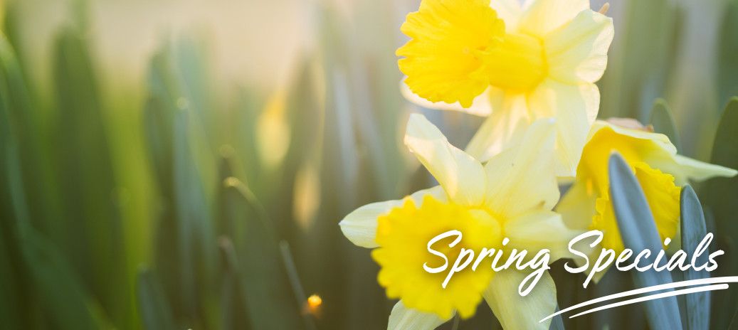 Spring Specials at Trefeddian