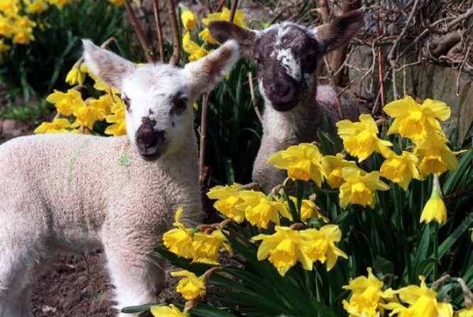 easter-spring-lambs-683947