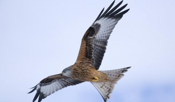 Red kite