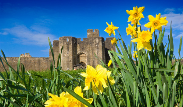 St David's Day