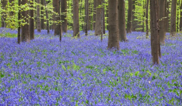 spring has sprung for blog