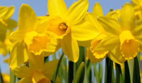 SAINT DAVIDS DAY