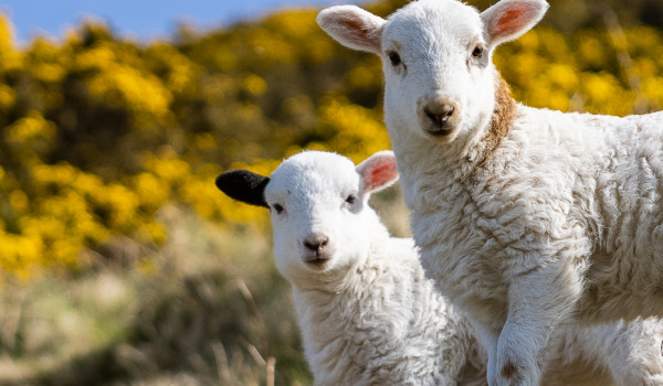 Springs Lambs