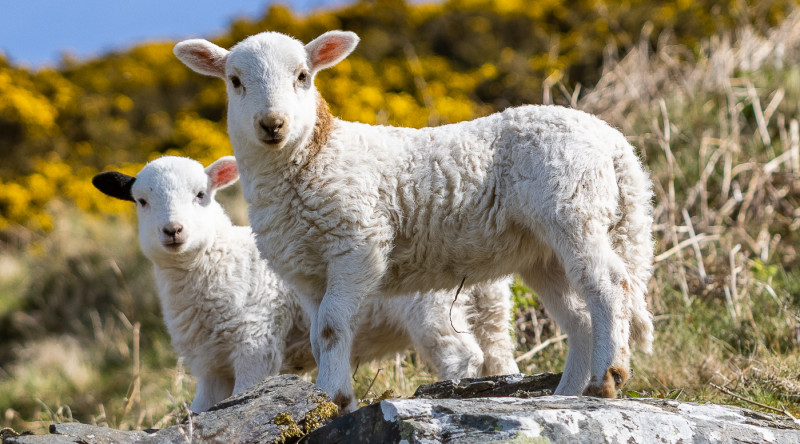 Spring lambs