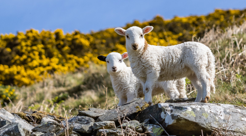 Springs Lambs
