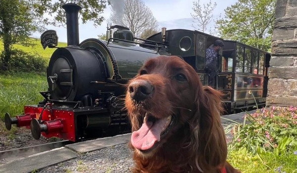 Dog at Talyllyn Railway
