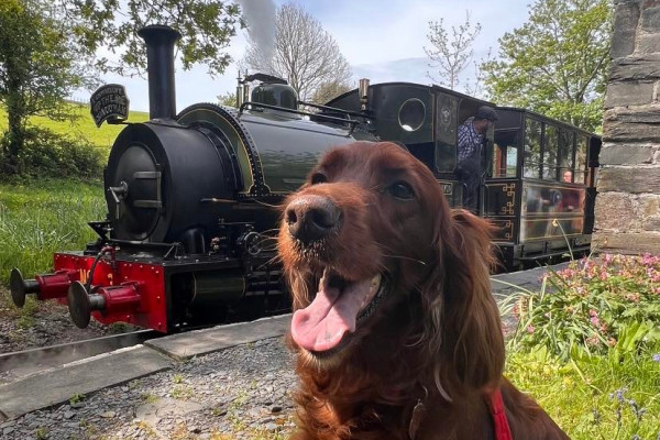 Dog at Talyllyn Railway