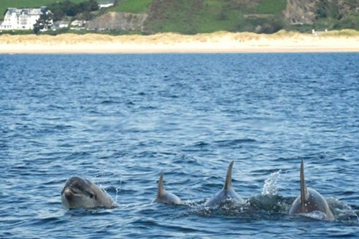 Dolphins at Aberdovey