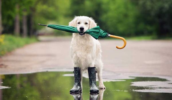 Rainy Days