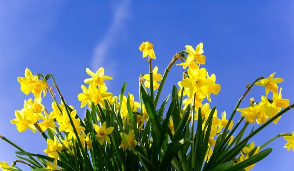 daffodils